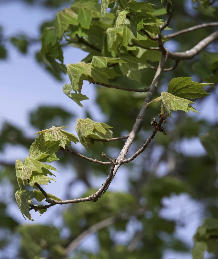 Species reference; does not confirm the named variety. Photograph subject: leaves emerging with bud clusters