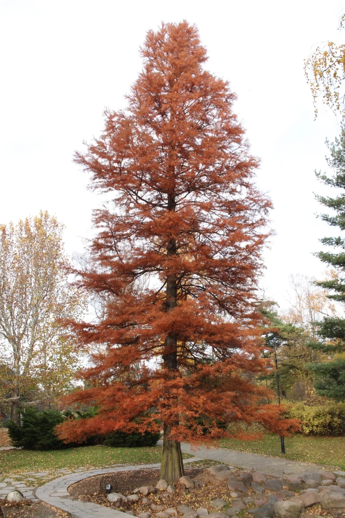 Species reference; does not confirm the named variety. Photograph subject: Form