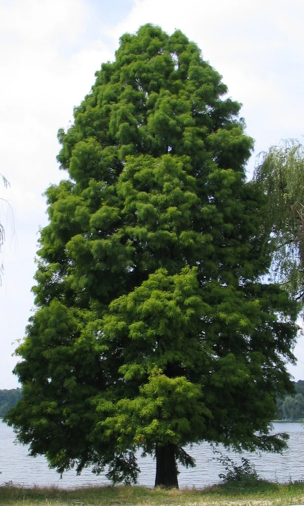 Whole tree — Taxodium distichum. Species reference; the photographed specimen does not confirm the named variety. Age, pruning, and site affect its shape.
