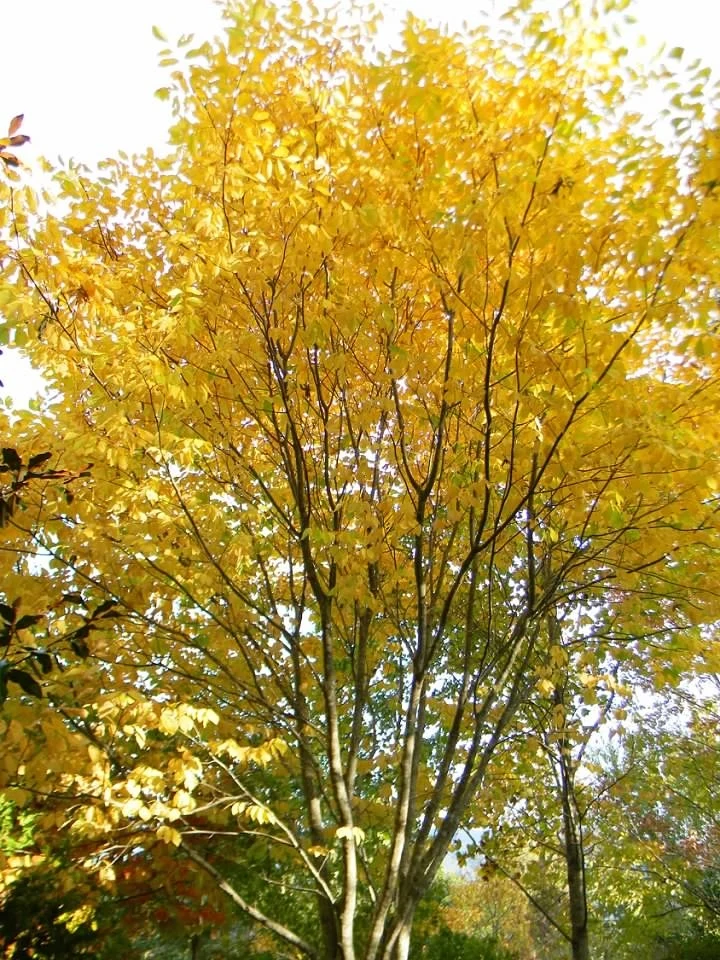 Species reference; does not confirm the named variety. Photograph subject: Form - Fall - Buncombe Co, NC