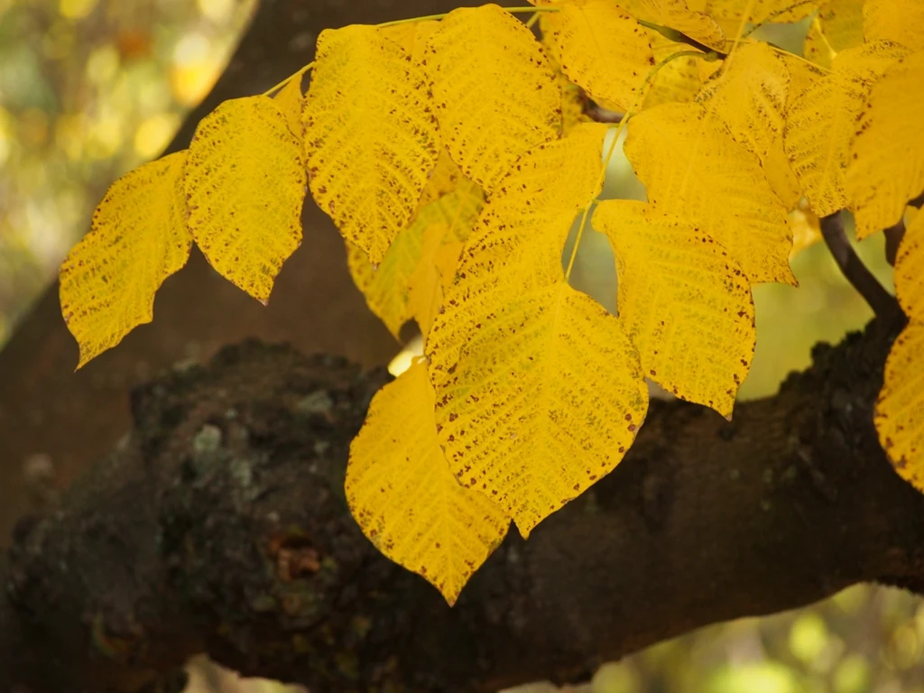 Species reference; does not confirm the named variety. Photograph subject: Yellow fall leaf color