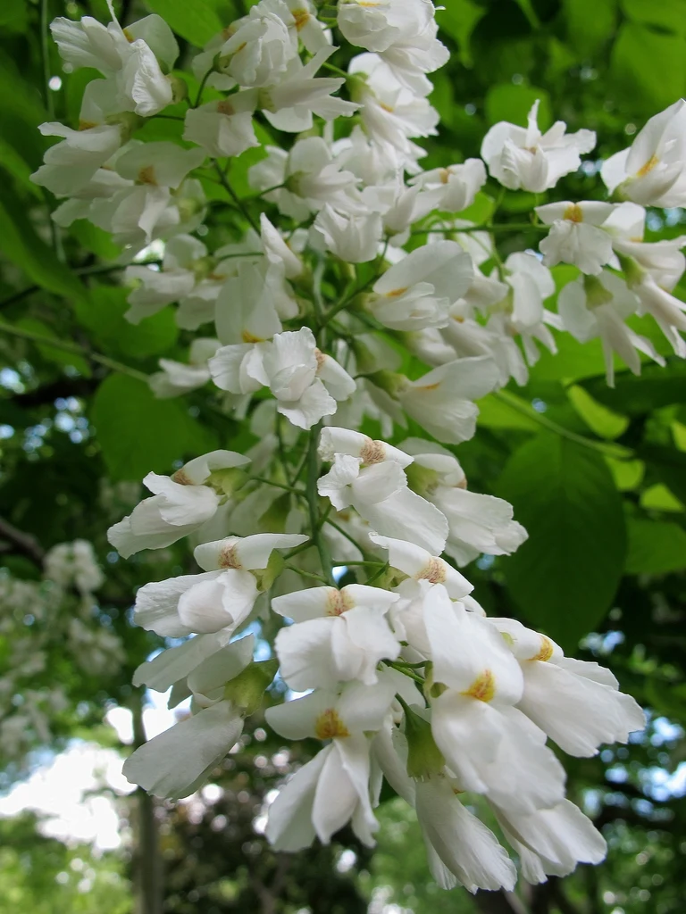 Species reference; does not confirm the named variety. Photograph subject: Flowers