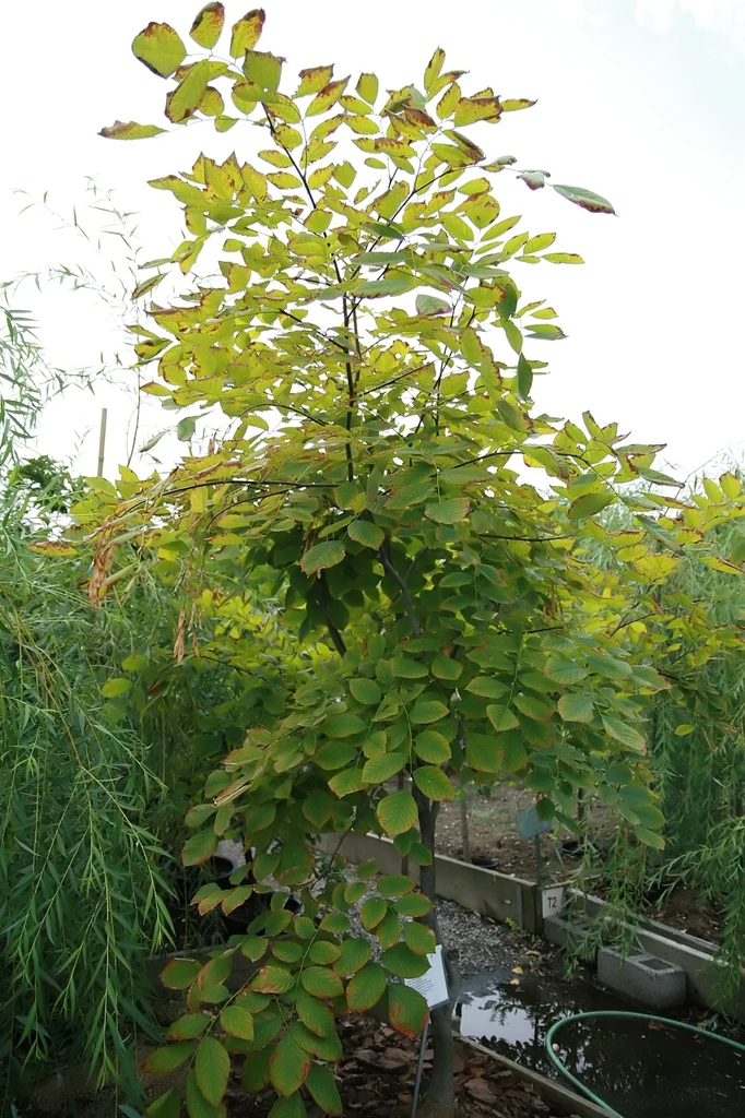 Whole tree — Cladrastis kentukea. Species reference; the photographed specimen does not confirm the named variety. Age, pruning, and site affect its shape.