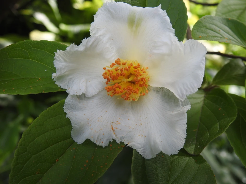 Species reference; does not confirm the named variety. Photograph subject: Flower in June