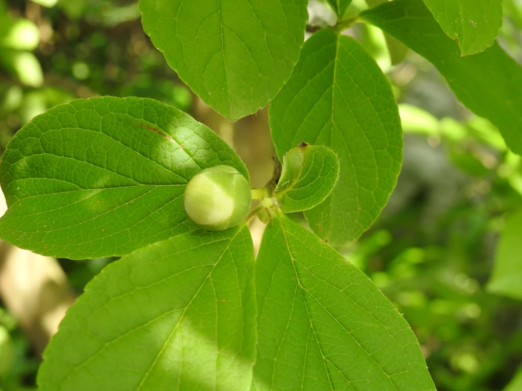 Species reference; does not confirm the named variety. Photograph subject: Flower bud