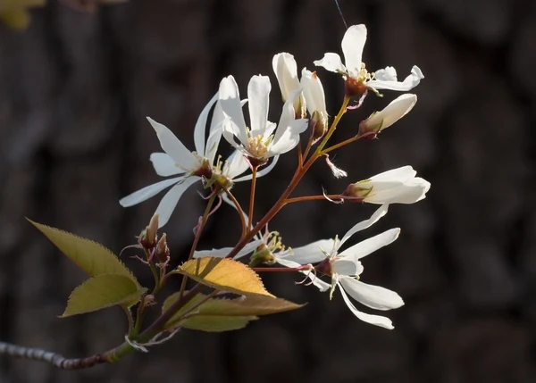 Species reference; does not confirm the named variety. Photograph subject: Flowers close up