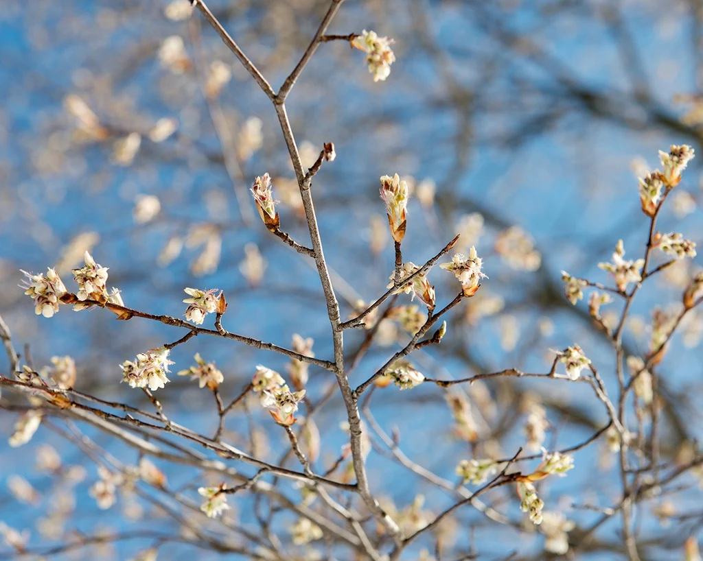 Species reference; does not confirm the named variety. Photograph subject: Flower buds just before bloom.