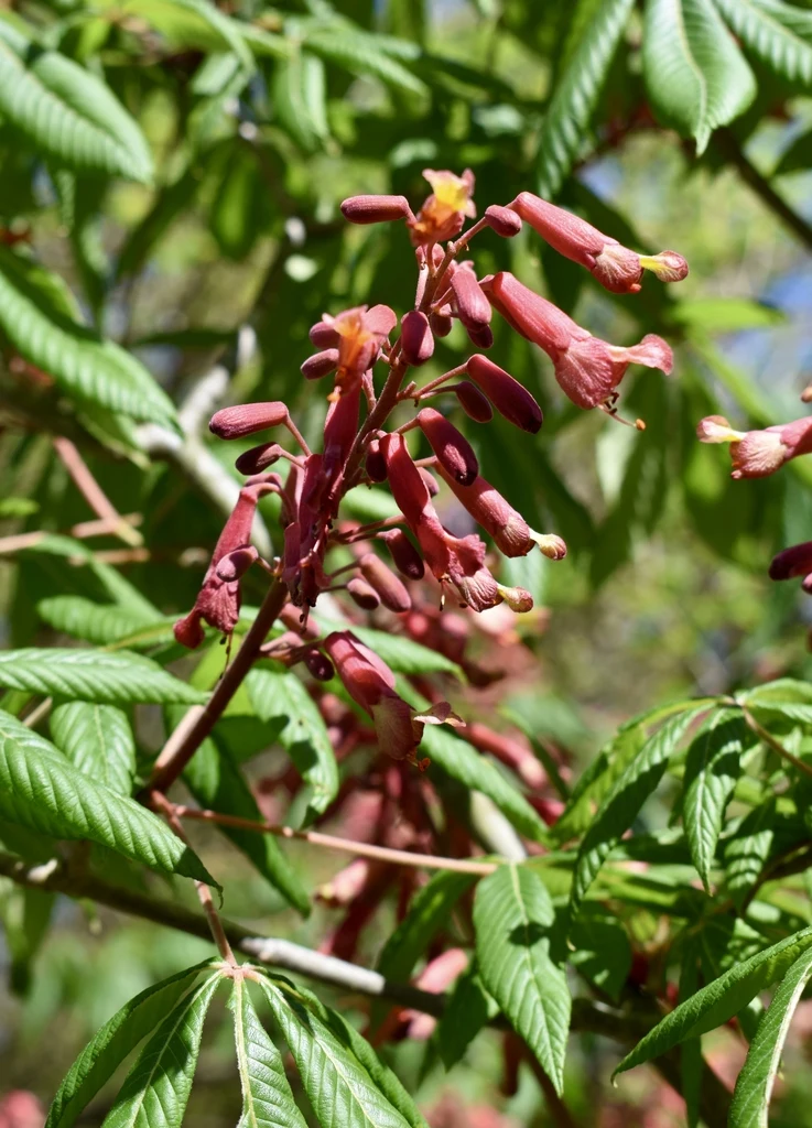 Species reference; does not confirm the named variety. Photograph subject: Flower & Leaf - Spring - Wake Co., NC
