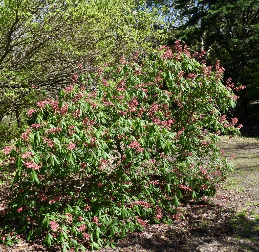 Whole tree — Aesculus pavia. Species reference; the photographed specimen does not confirm the named variety. Age, pruning, and site affect its shape.