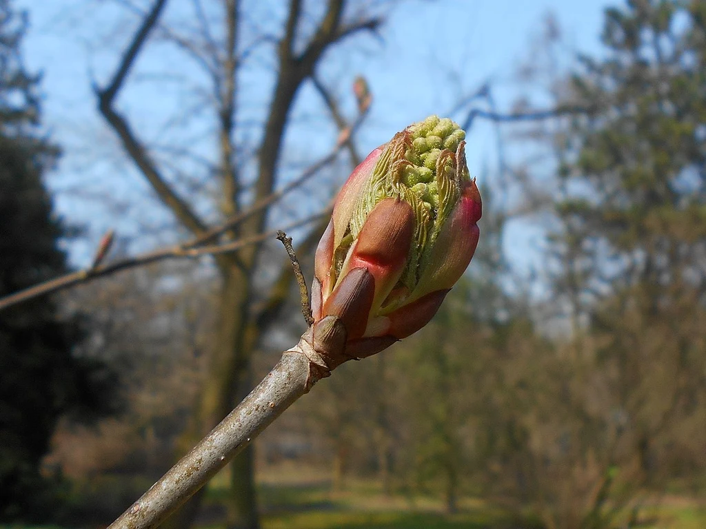 Species reference; does not confirm the named variety. Photograph subject: Terminal bud