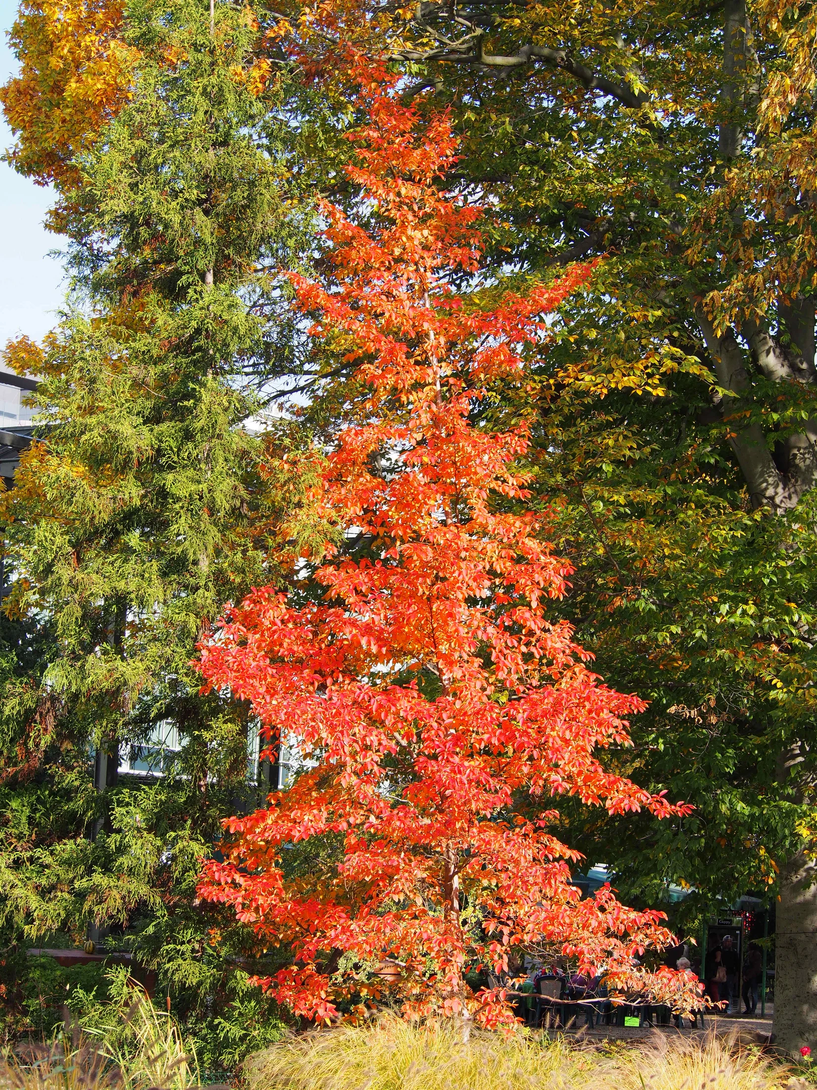Whole tree — Stewartia pseudocamellia. Species reference; the photographed specimen does not confirm the named variety. Age, pruning, and site affect its shape.