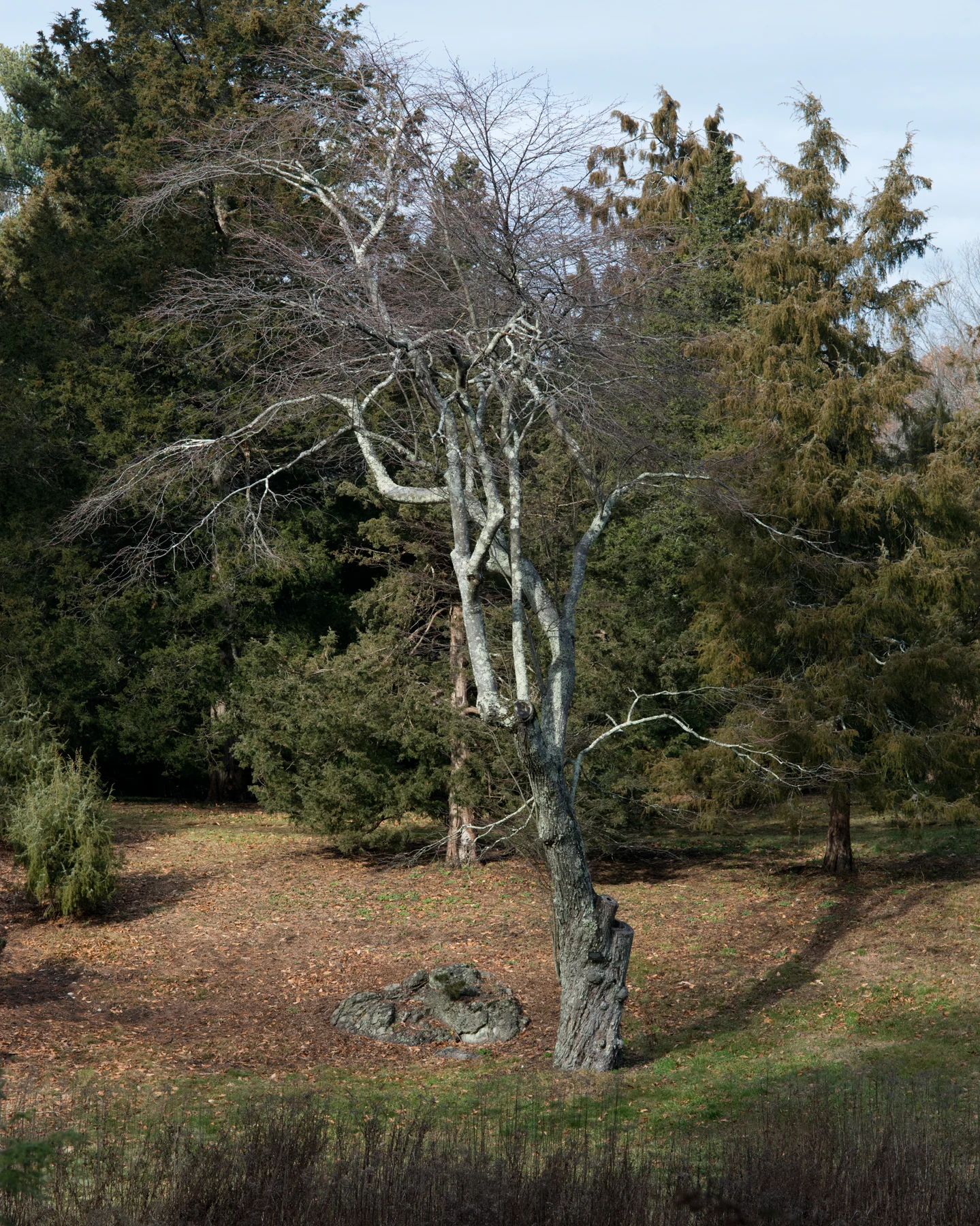 Whole tree — Amelanchier arborea. Species reference; the photographed specimen does not confirm the named variety. Age, pruning, and site affect its shape.
