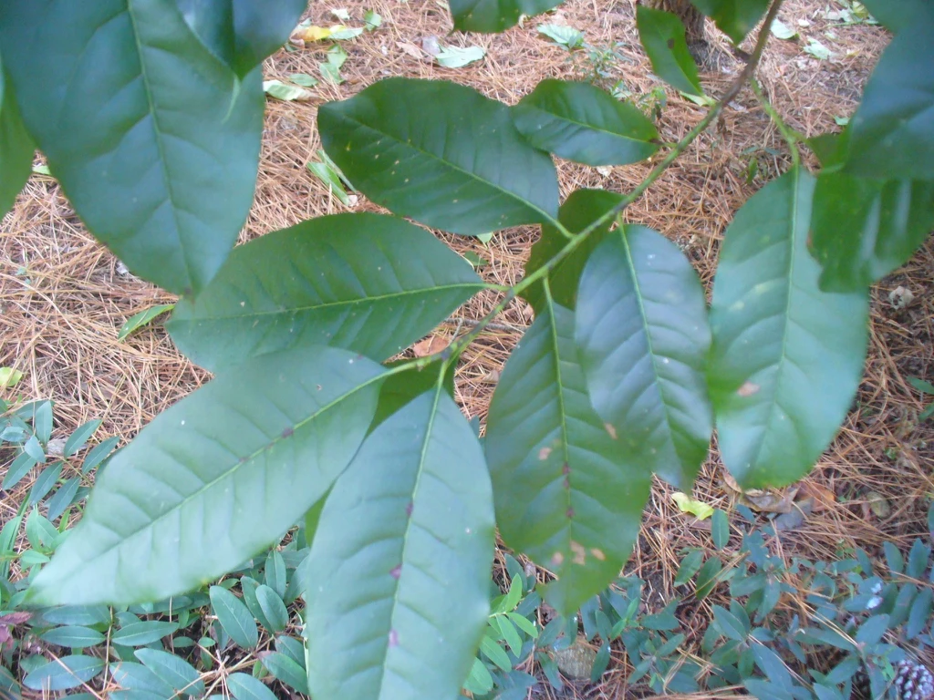 Oxydendrum arboreum's green leaves in the summer in Moore County. Taxon reference; photograph alone does not establish a named cultivar.