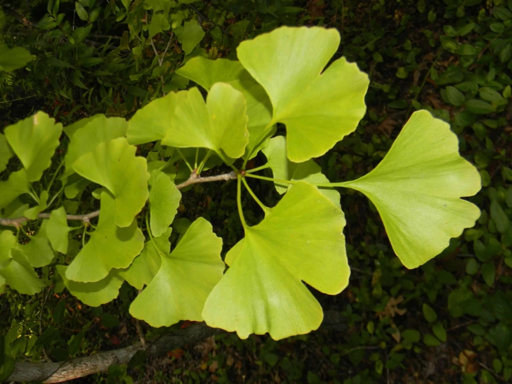 Shoot bearing 2-lobed, fan-shaped leaves. Taxon reference; photograph alone does not establish a named cultivar.