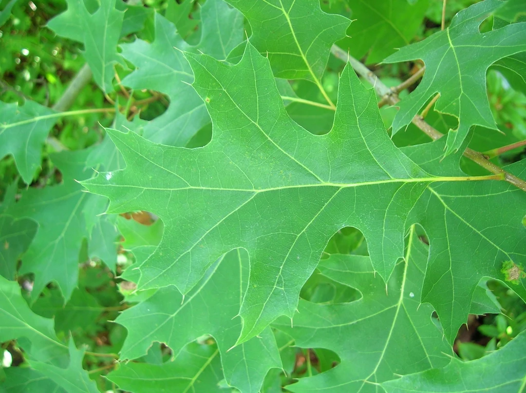 Leaf closeup. Taxon reference; photograph alone does not establish a named cultivar.