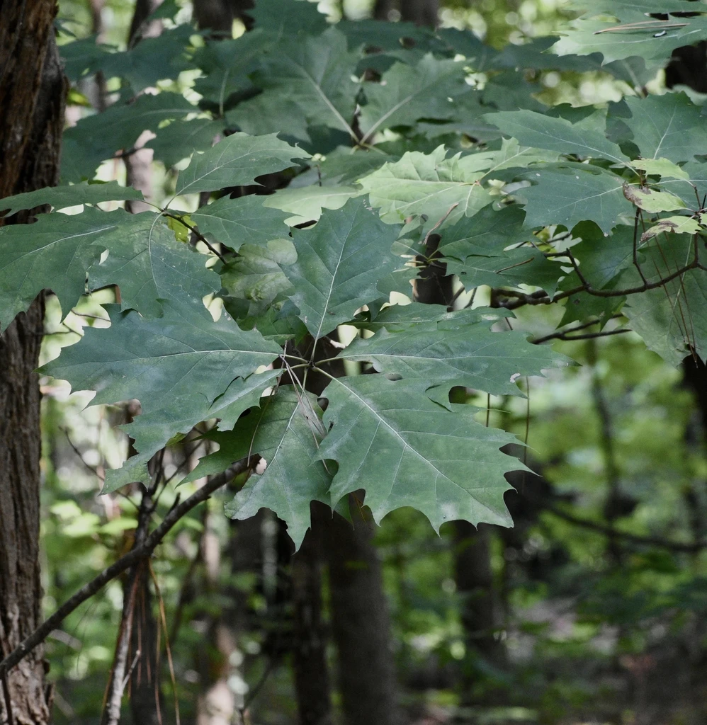 Leaves - July - Halifax Co., NC. Taxon reference; photograph alone does not establish a named cultivar.