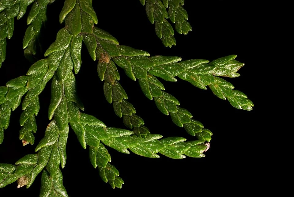 Leyland cypress scale foliage at close range. The source corrects an earlier arborvitae identification; use spray, cone, and whole-tree characters together.