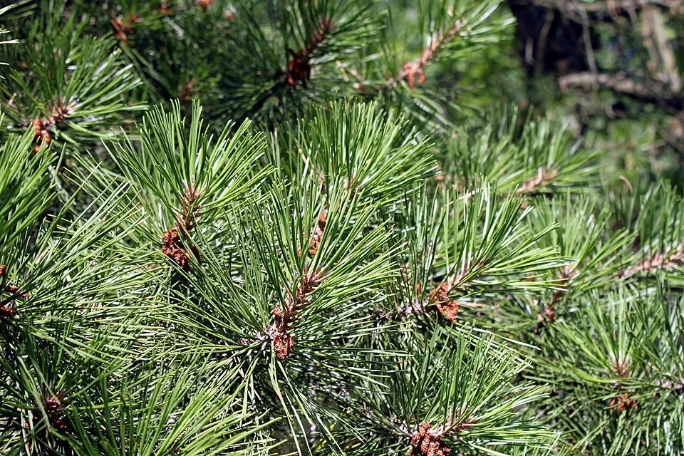 Pitch pine foliage. Inspect complete needle bundles for the characteristic grouping of three; combine this with the cone and bark.