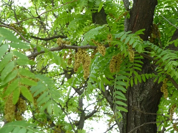 Gleditsia triacanthos. Taxon reference; photograph alone does not establish a named cultivar.