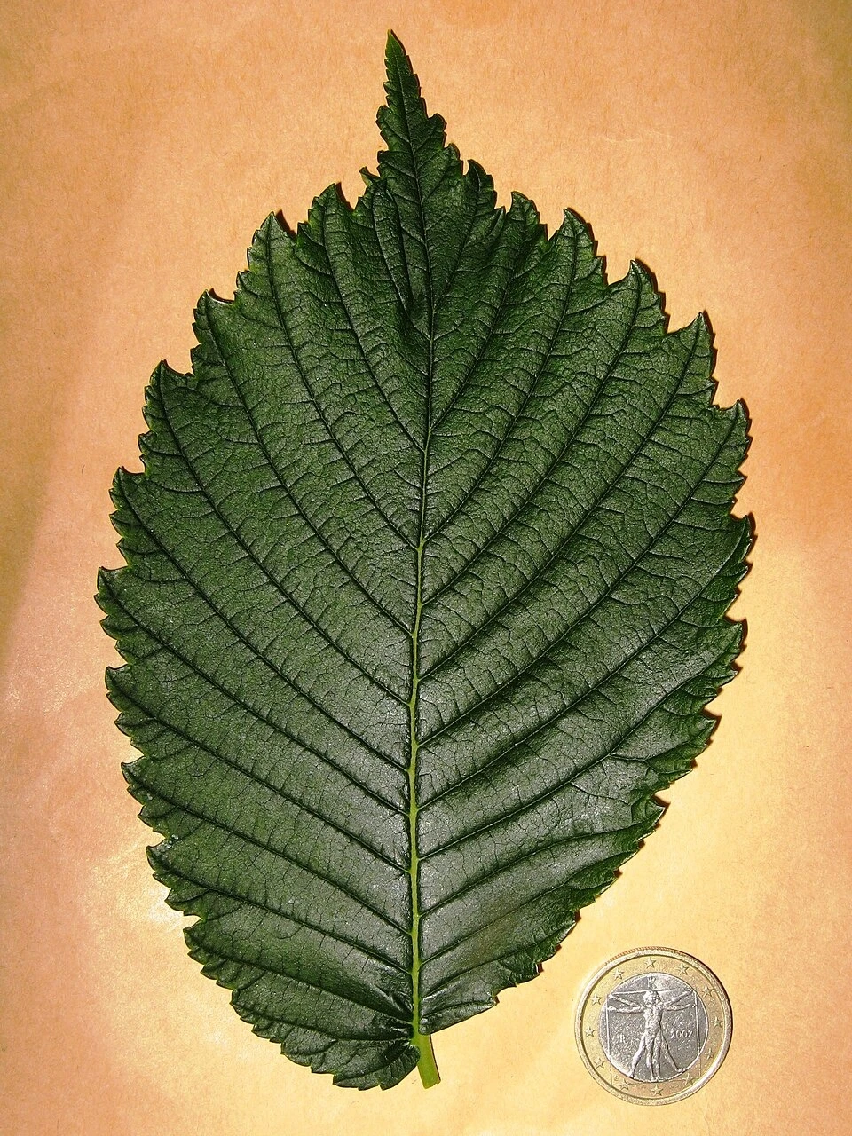 American elm leaf from the Valley Forge selection: an uneven base and doubled teeth. Species comparison only; this is not a photograph of Princeton.