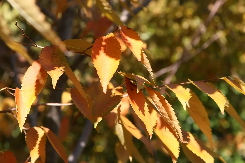Leaves. Taxon reference; photograph alone does not establish a named cultivar.