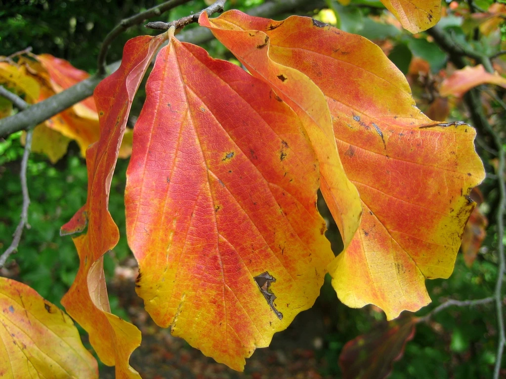 Leaves. Taxon reference; photograph alone does not establish a named cultivar.