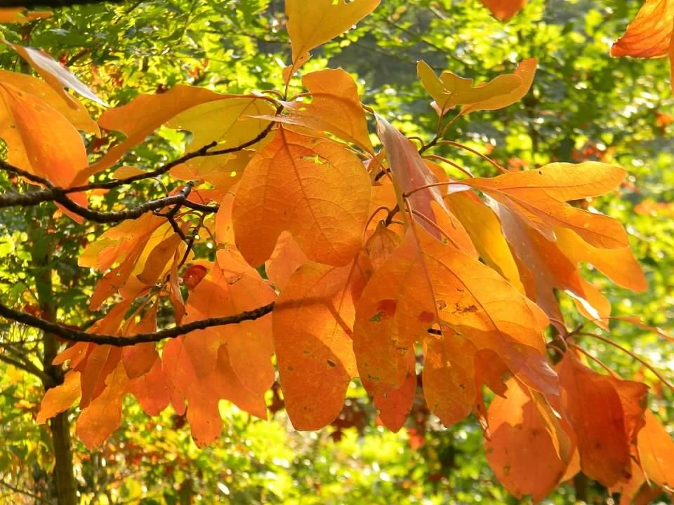 Sassafras in autumn in Buncombe County, North Carolina. Look for unlobed, mitten-shaped, and three-lobed leaves on the same tree.
