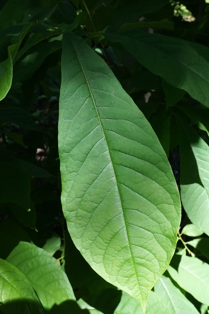 Close-up of obovate to elongate leaf with entire margin. Taxon reference; photograph alone does not establish a named cultivar.