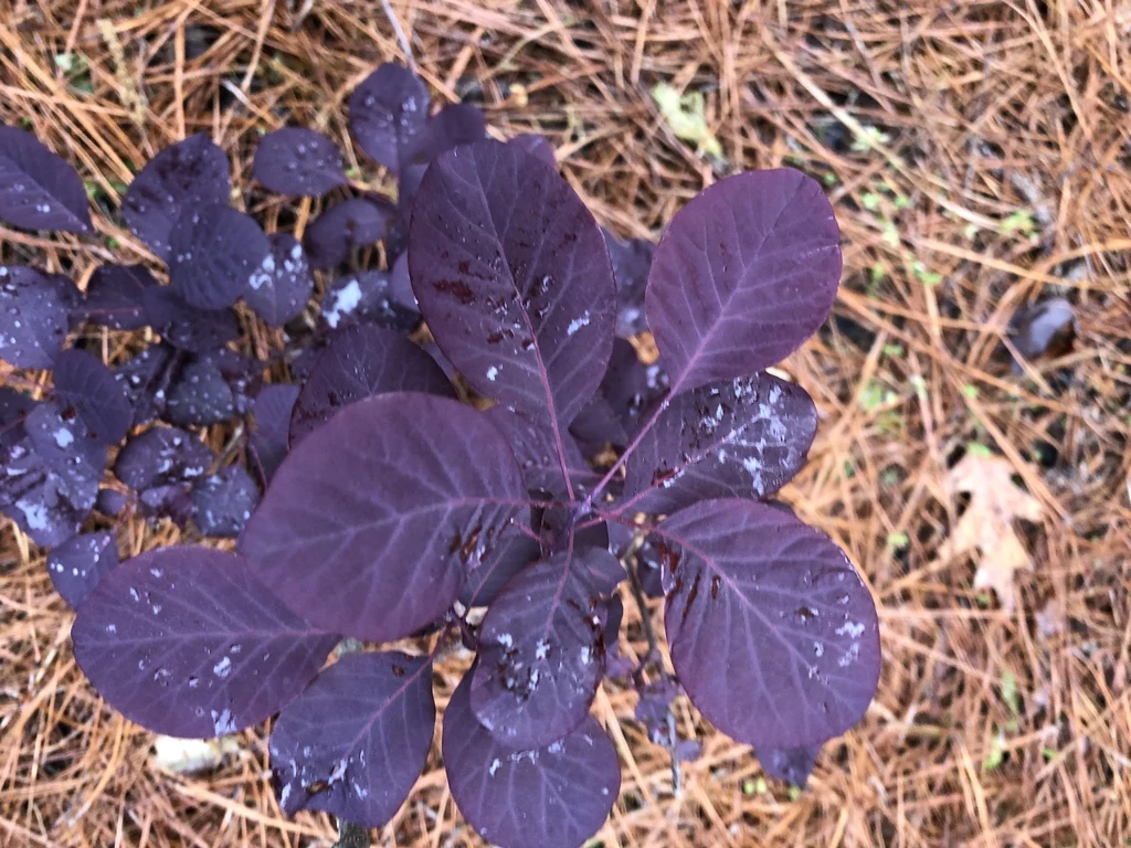 Cotinus Coggygria. Taxon reference; photograph alone does not establish a named cultivar.