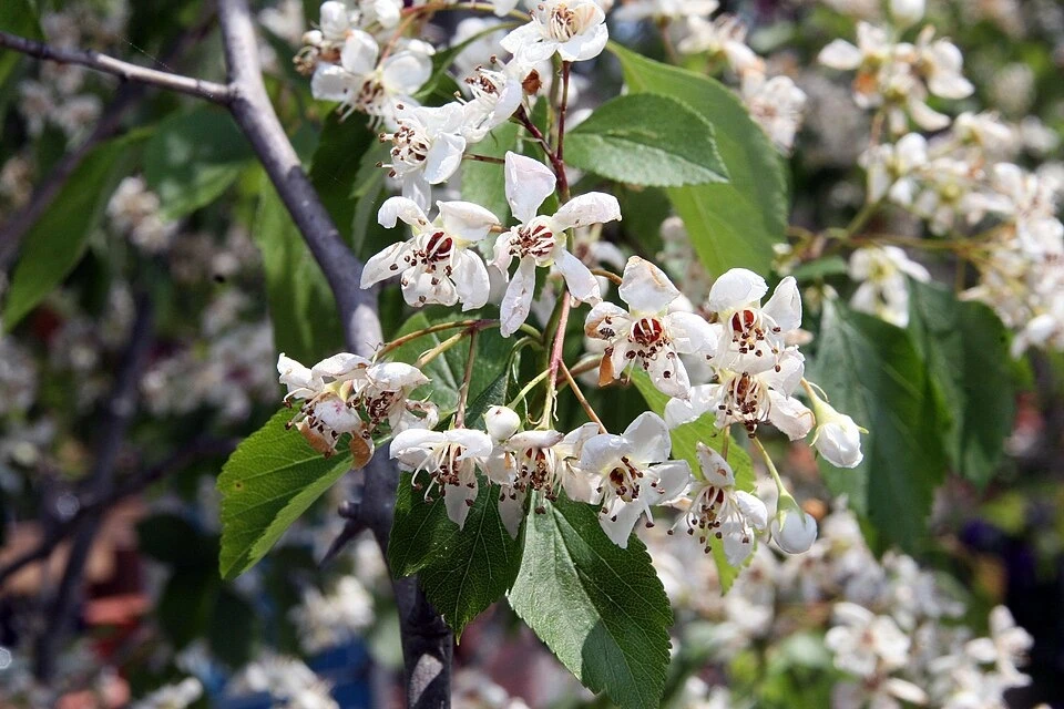 Winter King green hawthorn leaves with flowers. The photographic source identifies Winter King; inspect the shallow lobes and toothed margins.
