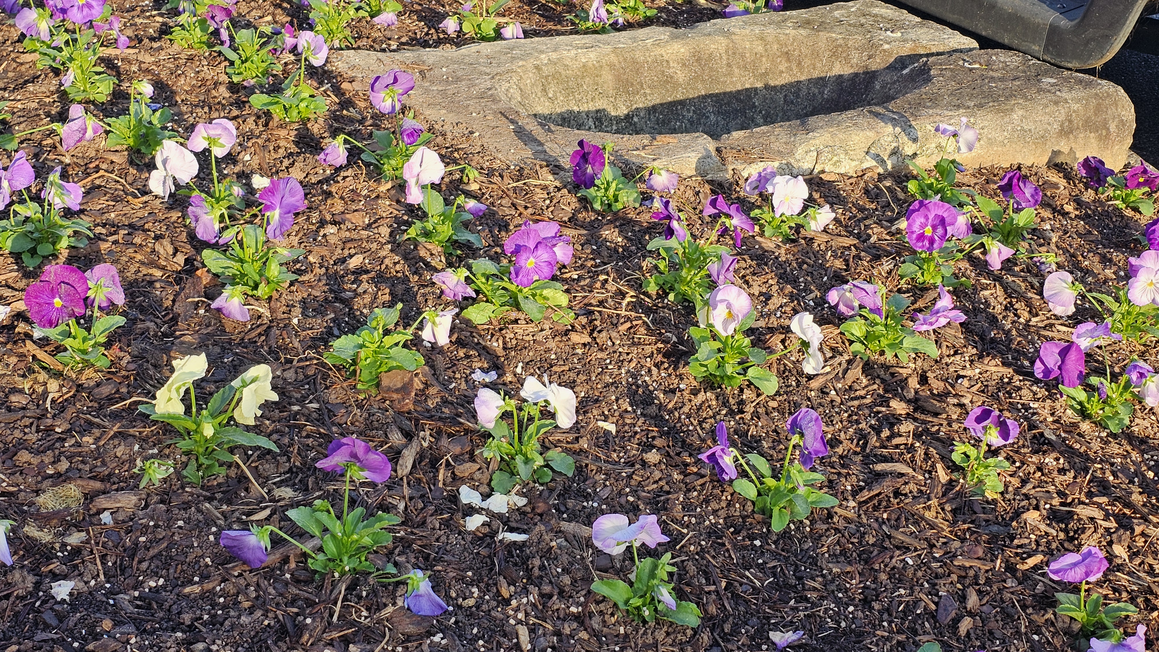 Freshly planted bed of purple, lavender, and cream pansies