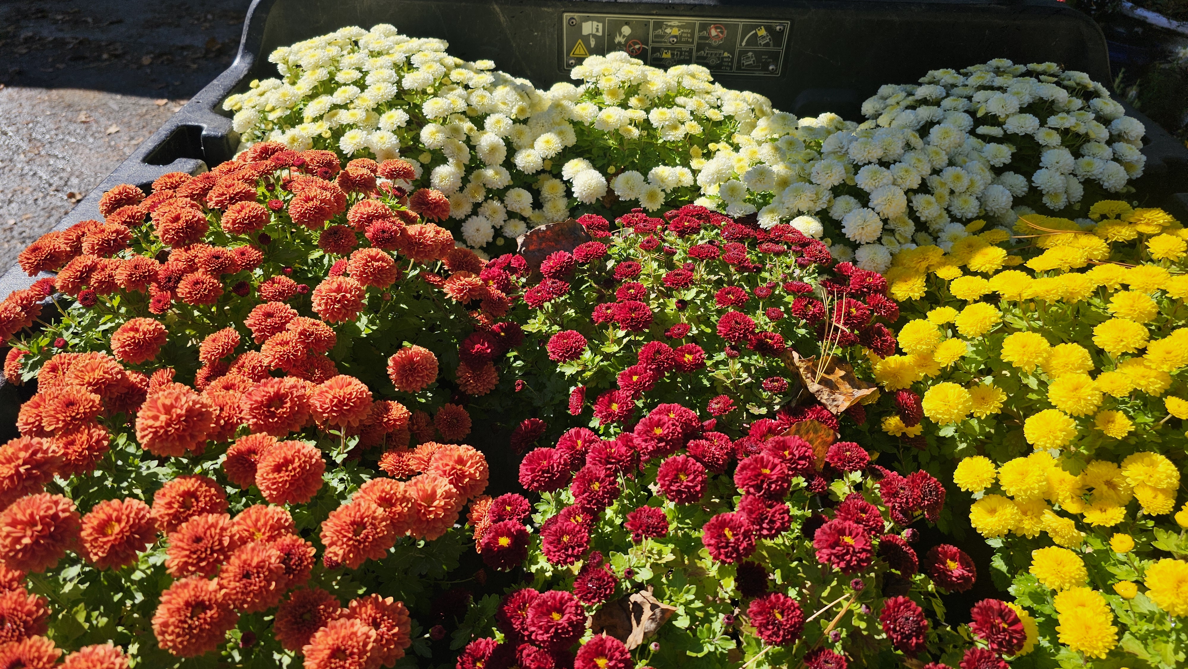 Utility cart loaded with colorful chrysanthemums