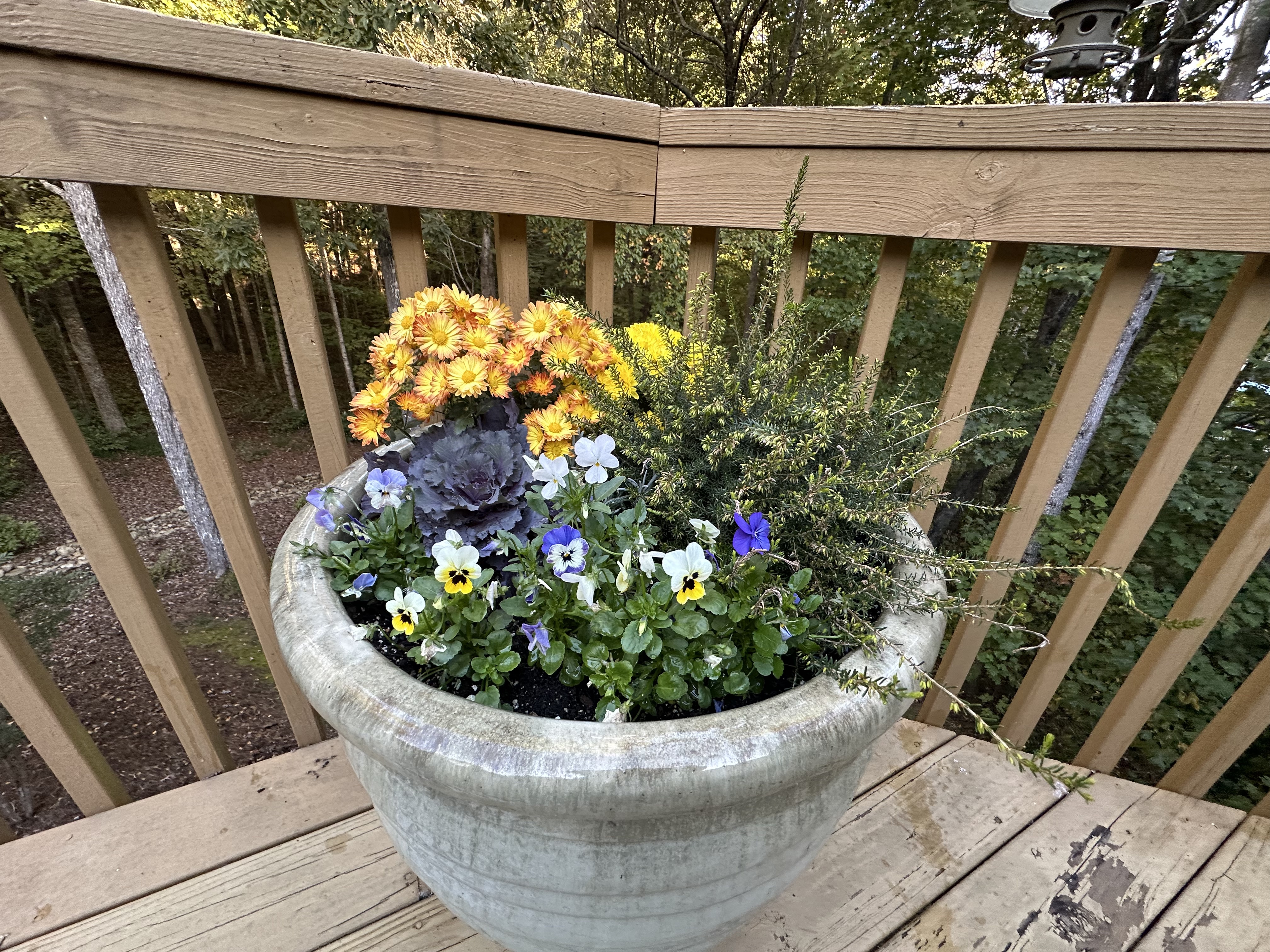 Large planter with orange mums, kale, and evergreen accents