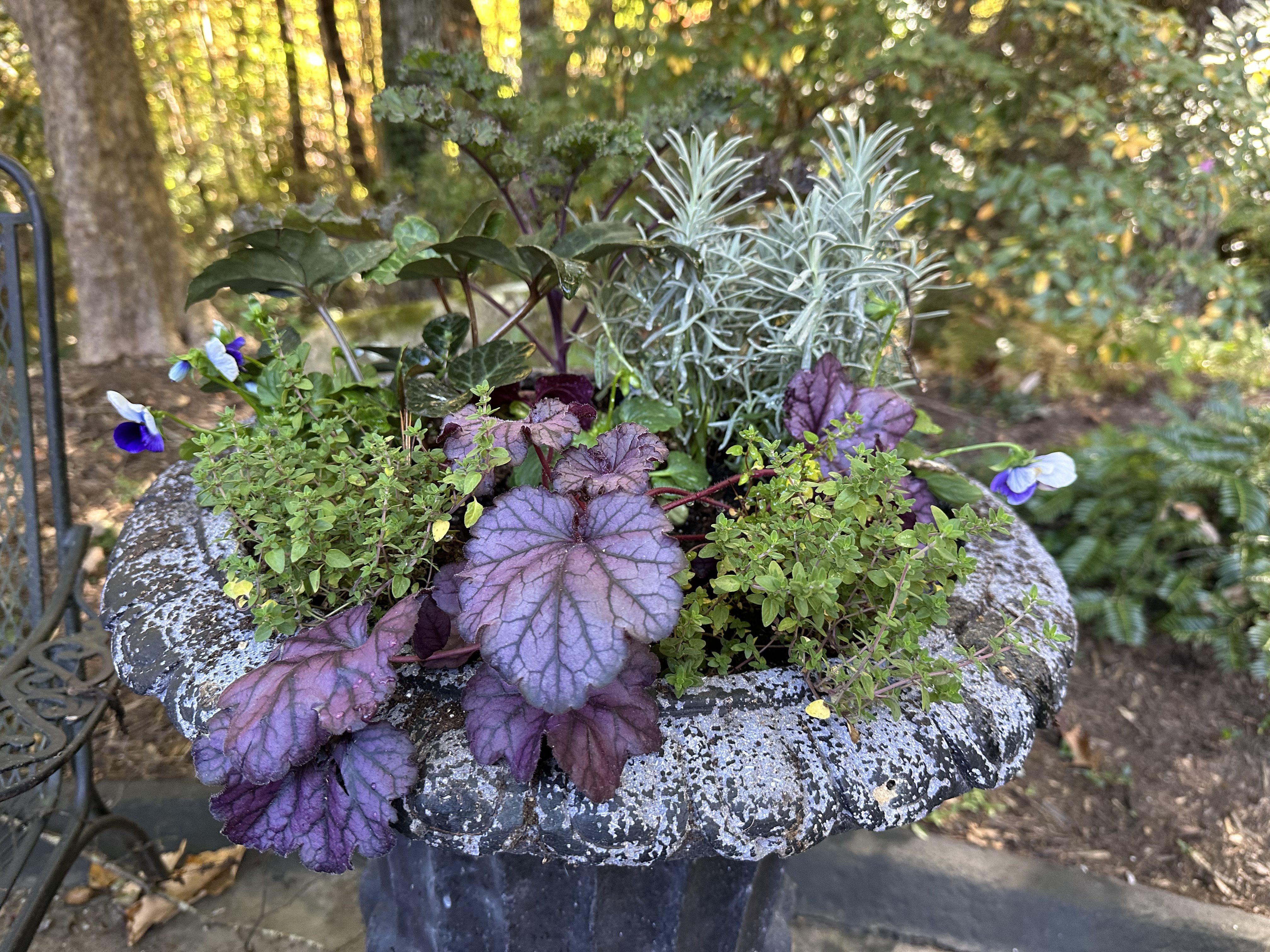 Cool-toned urn with dusty miller, thyme, and pansies