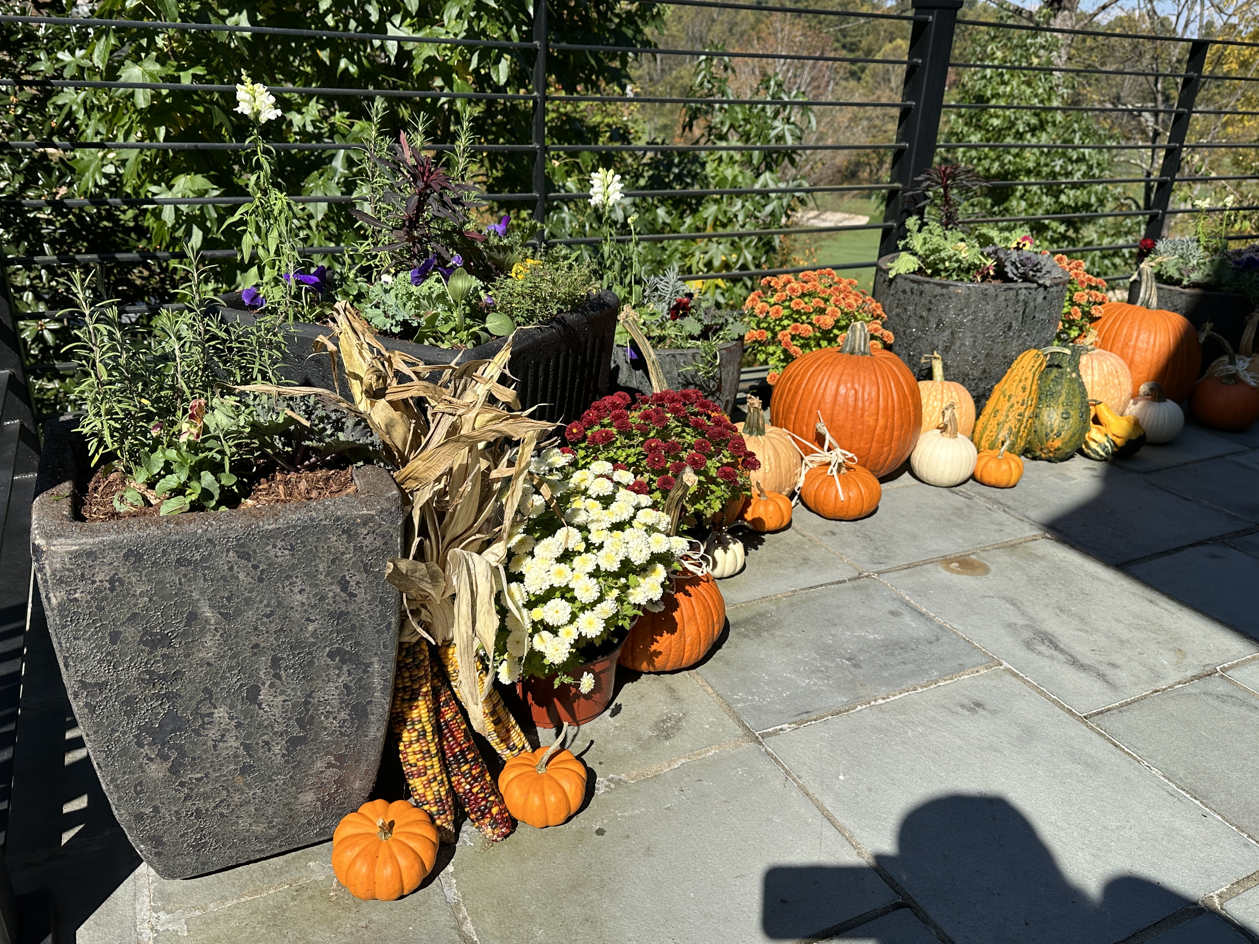 Modern terrace lined with black planters, pumpkins, and mums
